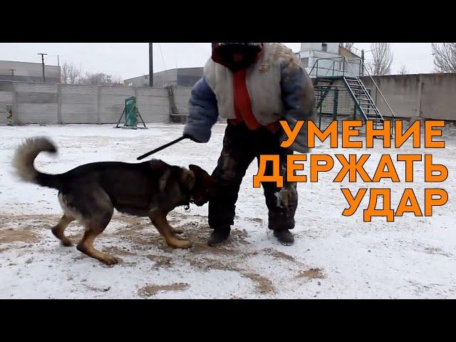 Немецкая Овчарка Найс. Раздел "Защита". Борьба и удары. Working German Shepherd. Protection.