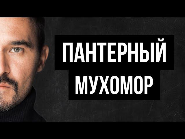 Микродозинг ПАНТЕРНОГО МУХОМОРА || Эффекты | Побочка | #мухомор #терапия