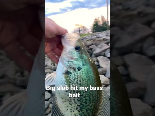 Big ol crappie hit my full size bass bait on the baitcaster!