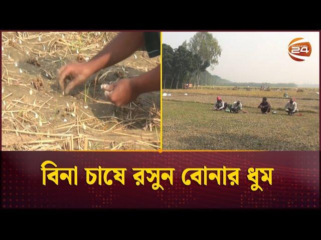 দেশের মোট চাহিদার ২৫ ভাগ পূরণ করা হয় নাটোরের রসুনে | Natore Garlic | Channel 24