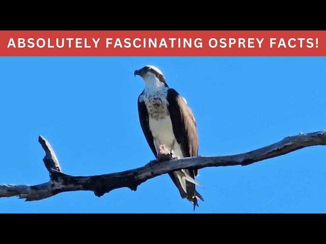 Ospreys are like no other raptor! Find out why in this fascinating episode!