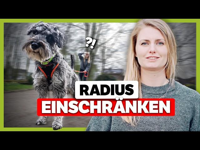 Radiustraining: So bleibt dein Hund in deiner Nähe