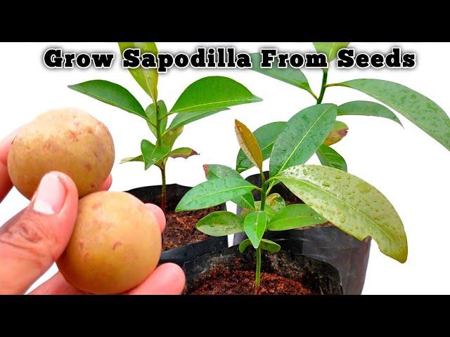 How to grow sapodilla  plants  from  seeds | Quickly Grow |