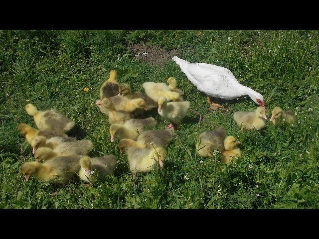 Выращивание гусят. Гусята упали на ноги,  как вылечить.