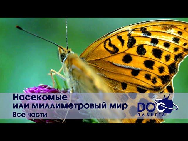 Насекомые или миллиметровый мир - Все части - Документальный фильм