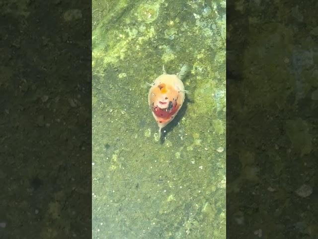 When it looks up at the sky, I know it won't live long. #koi #goldfish #fish #freshwater #doitsu