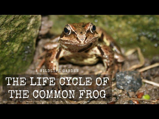 The Life Cycle of the Common Frog (Rana temporaria)