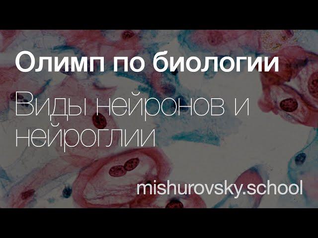 Нейроны и нейроглия | Олимпиадная биология