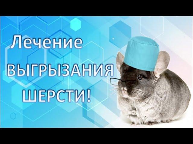 Лечение ВЫГРЫЗАНИЯ у ШИНШИЛЛ!