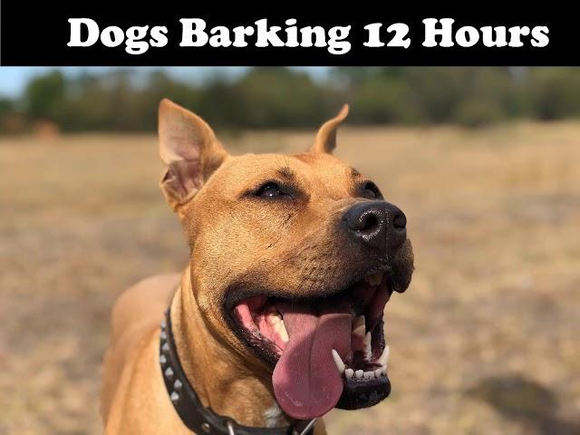 Dogs Barking for 12 hours - High Quality Sounds