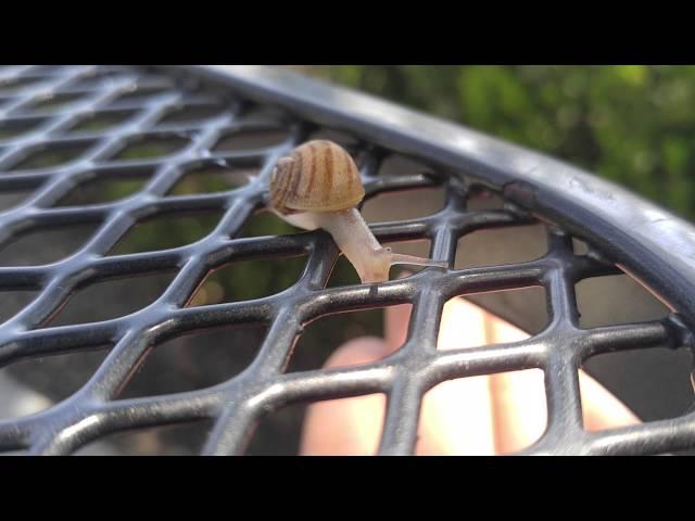 Cute little snail buddy