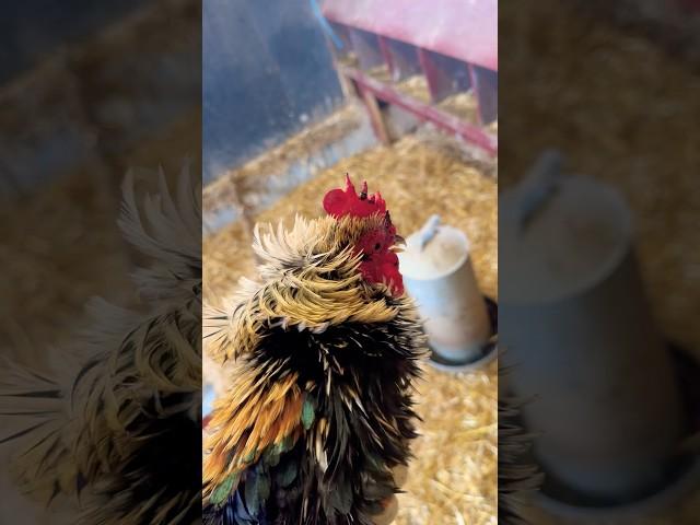 Frazzle The Cockerel In Hand | Whirlow Hall Farm Trust #avian #birds #nature