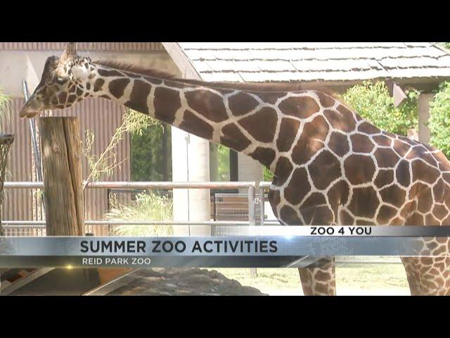 Zoo 4 U: Jed Dodds explains what fun activities you can expect this summer at Reid Park Zoo