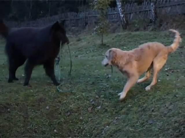 Timber Belgian Shepherd Dog (Groenendael) Golden Kasper playing