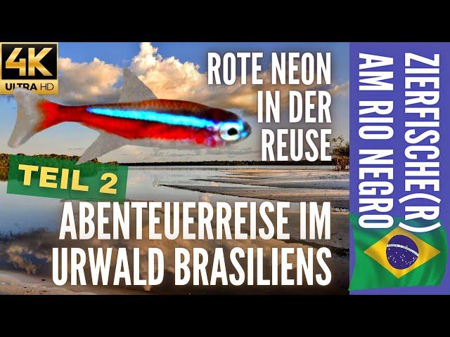 Zierfische(r) am Rio Negro 2 | Rote Neon in der Reuse | Abenteuerreise im Urwald Brasiliens | 4K