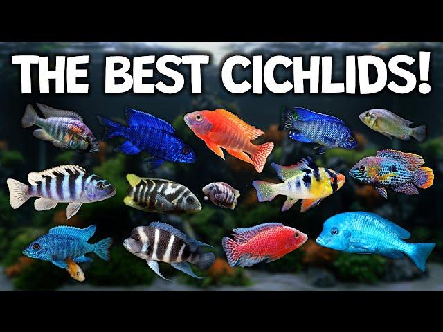 Popular African Cichlids for your aquarium tank! (Lake Malawi, Victoria, Tanganyika)