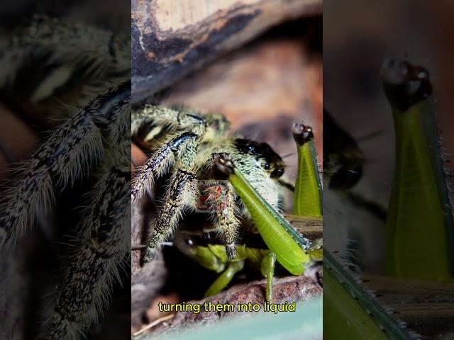 Let's watch the jumping spider have its dinner.  #spider #insects