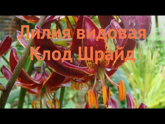 Лилия видовая Клод Шрайд (lilium)  лилия Клод Шрайд обзор: как сажать луковицы лилии Клод Шрайд