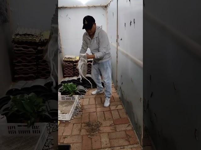 At first I thought he caught a net full of shrimp.