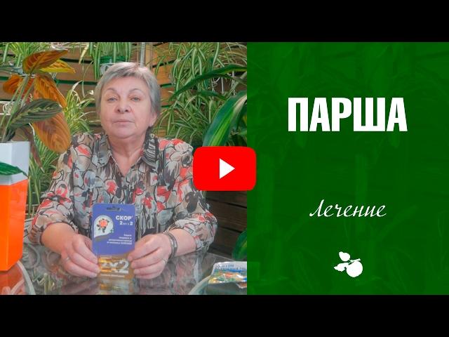 Парша на груше и яблоне  обработка от болезней. Как бороться с болезнью? Советы эксперта хитсад ТВ