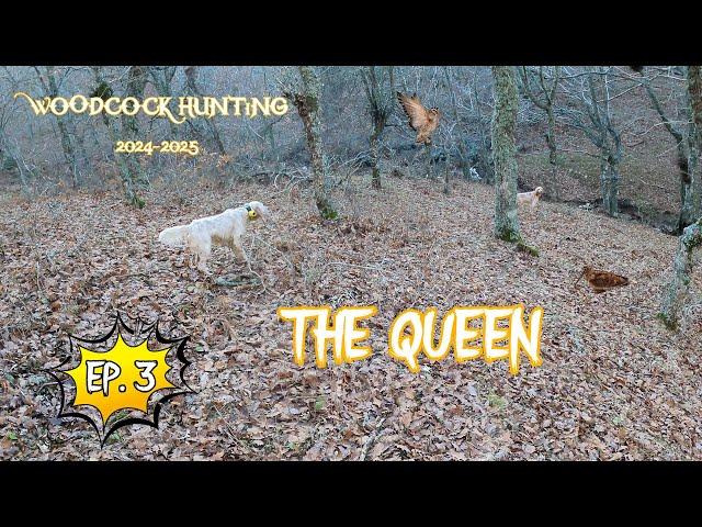 THE QUEEN - EP.3 / Κυνήγι Μπεκάτσας /Woodcock Hunting /Caccia alla Beccaccia /Çulluk Avı [2024-2025]