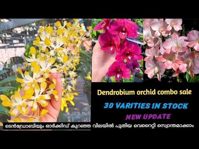 DENDROBIUM COMBO OFFER SALE NEW VARITIES 100 TO 125  BUY ANY 5 PLANTS