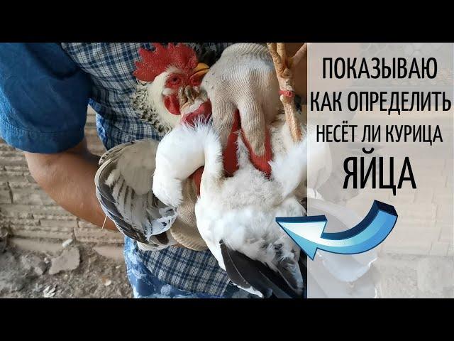 Наглядно показываю, как определить НЕСЁТ ли КУРИЦА ЯЙЦА