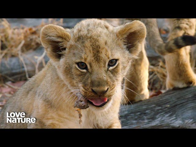 Baby Lion Cubs Get Their First Taste of Meat! | Love Nature