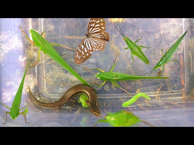 Hunting small insects grasshoppers, locusts, butterflies and lizards