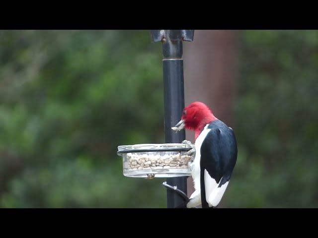 A rare visitor for my backyard. . . the Red Headed Woodpecker!