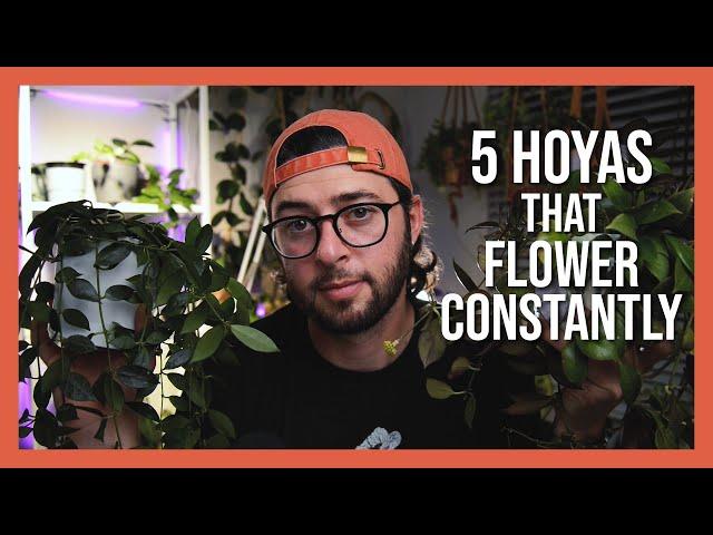 5 Hoyas That Flower Constantly | My Flowering Hoyas