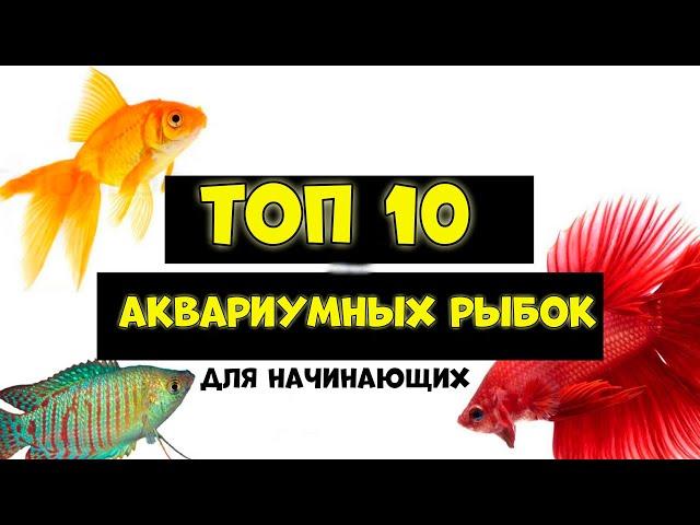 Топ 10 аквариумных рыбок для начинающих