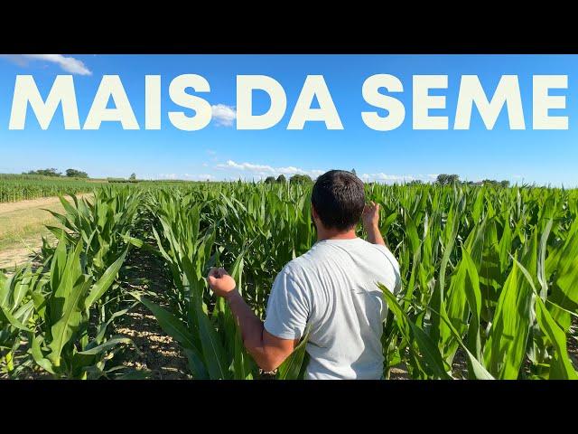 MAIS DA SEME: cos'è e come si produce