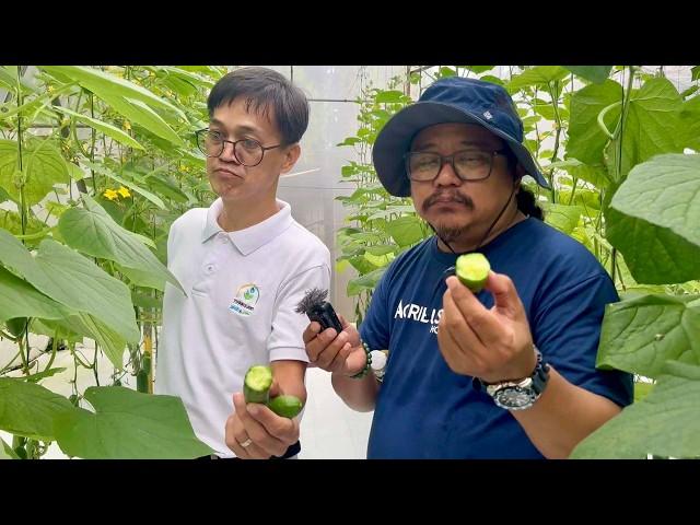 JAPANESE CUCUMBER - MALAKI KITA + BEST for Beginners in GREENHOUSE CULTIVATION for FRUIT CROPS!