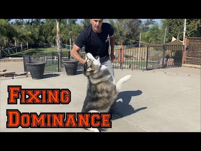 Watch me battle a dominant Alaska Malamute