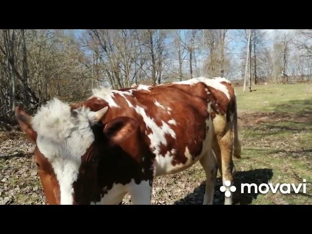 БОЛЬШОЕ ХОЗЯЙСТВО!ОН ПОСТРОИЛ ТАКИЕ УДОБНЫЕ,КЛАССНЫЕ  САРАИ!МОИ КОРОВЫ ПРИШЛИ С ПАСТБИЩА!ТЕЛКИ !