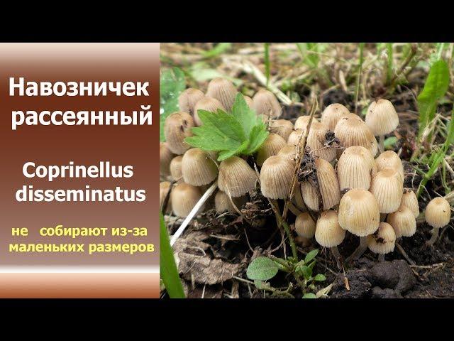 Навозничек рассеянный - Coprinellus disseminatus . Его никто не берёт из-за маленьких размером.