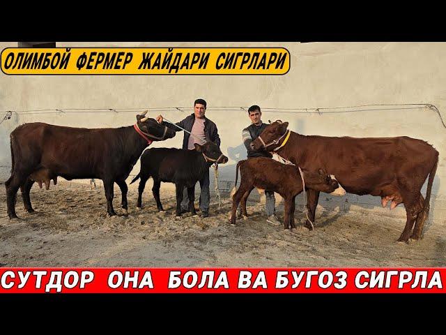 СУТДОР  ОНА  БОЛА  СИГРЛАРНИ  ЗУРЛАРИ  ОЛИМБОЙ ФЕРМЕР ! 21-ОКТАБРЬ