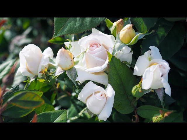 New era of Hybrid Tea roses - Gruaud Larose, Sweet Delight, Trésor du Jardin, Madame Anisette