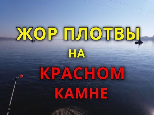 Жор плотвы на "Красном камне"