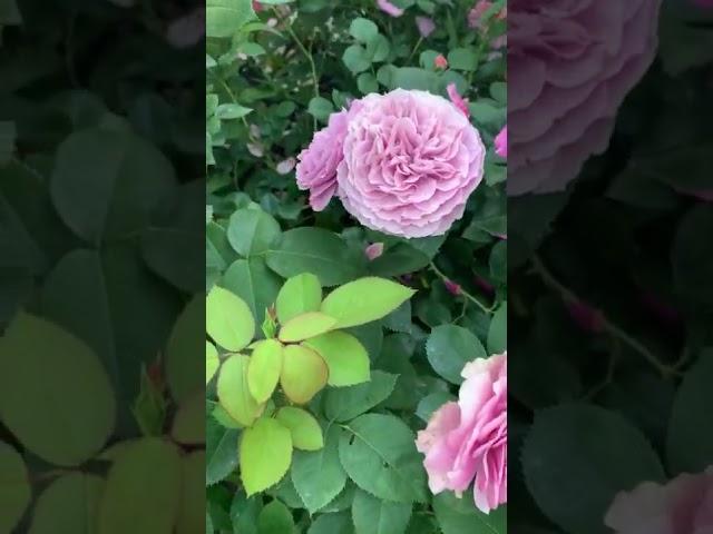 Роза Lavender Ice (Лавендер Айс)