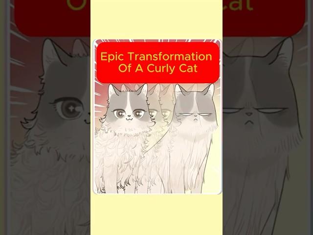Epic Transformation Of A Curly Cat. #cat #animals #animation