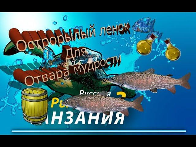 Острорылый ленок для Отвара мудрости в РР3