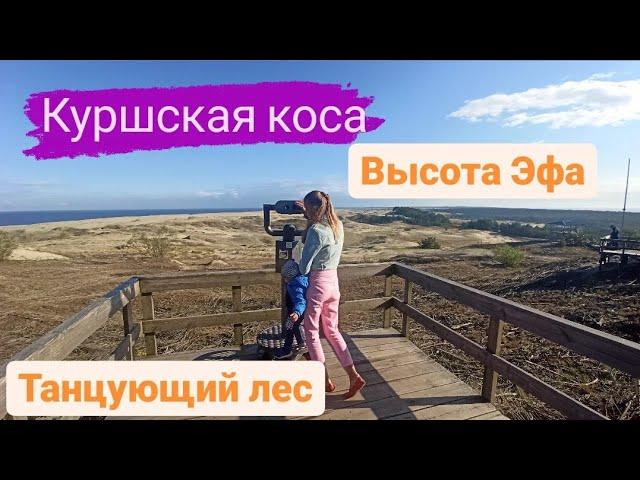 Куршская коса. Высота Эфа. Танцующий лес. Калининградская область.