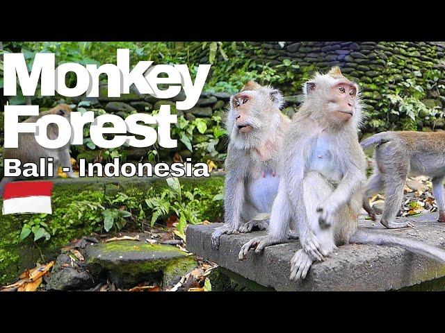 Sacred Monkey Forest Ubud Bali -  Indonesia