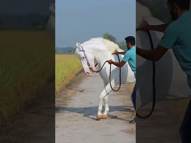 nukra horse breed # horse lovers #shorts #breeding