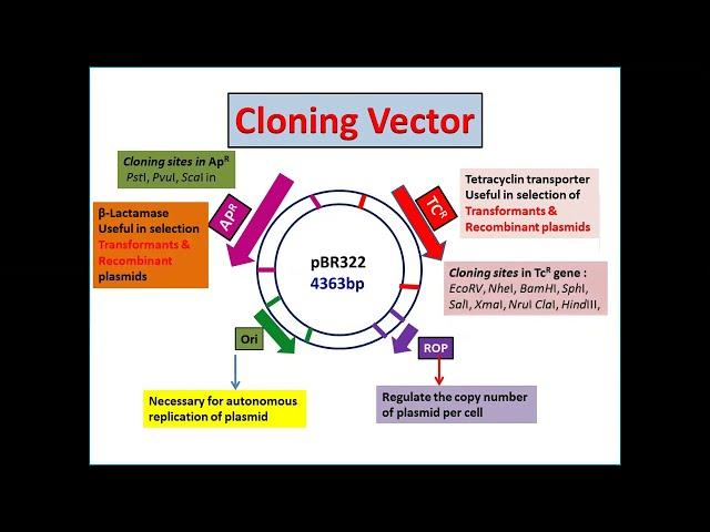 pBR322: Plasmid, Cloning Vector