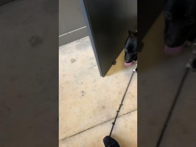 Onyx’s mom struggles to get Sativa the diva pit lab mix and onyx upstairs during sleepover weekend