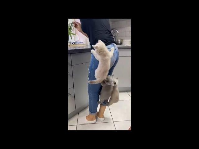 Kittens Climb Their Mom as They Couldn’t Wait for Food