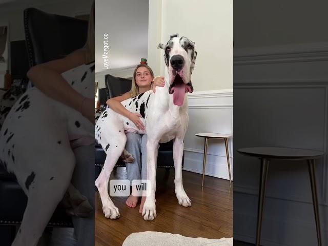 Great Dane Puppy ️ GIANT #greatdanes #barked #shortfeed #cutepuppies